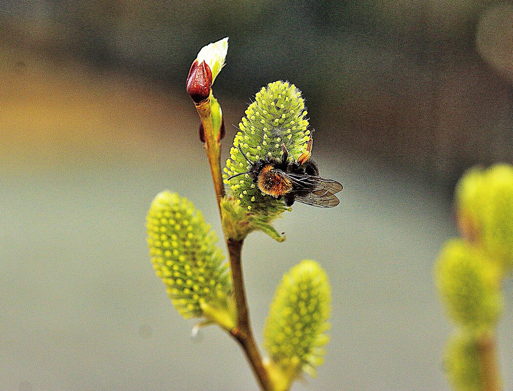 Май...Шмель на цветущей иве! - Владимир 