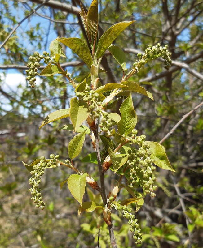 Весна идёт, весне дорогу! - Галина Минчук Весна идёт, весне дорогу! - Галина Минчук