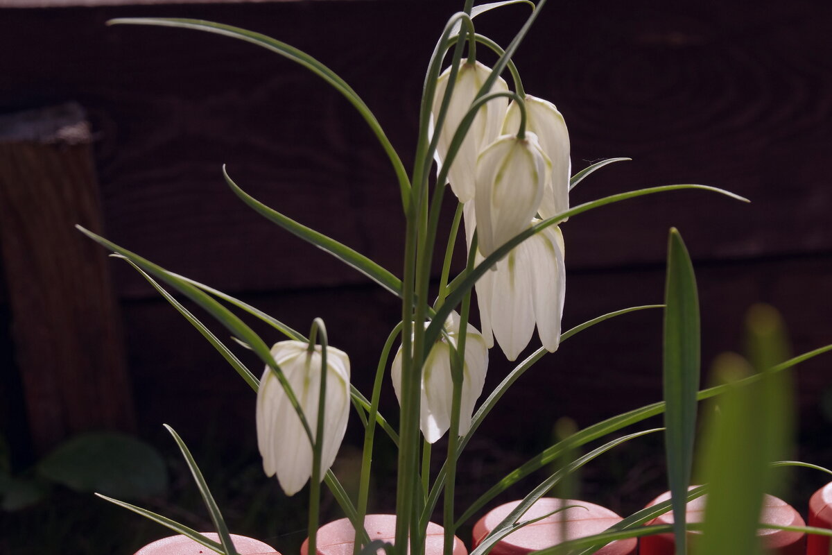 Весенние цветы - Сергей Швечков Весенние цветы - Сергей Швечков