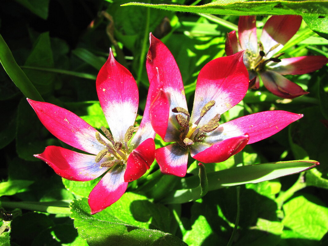 Красавчики - Людмила Смородинская