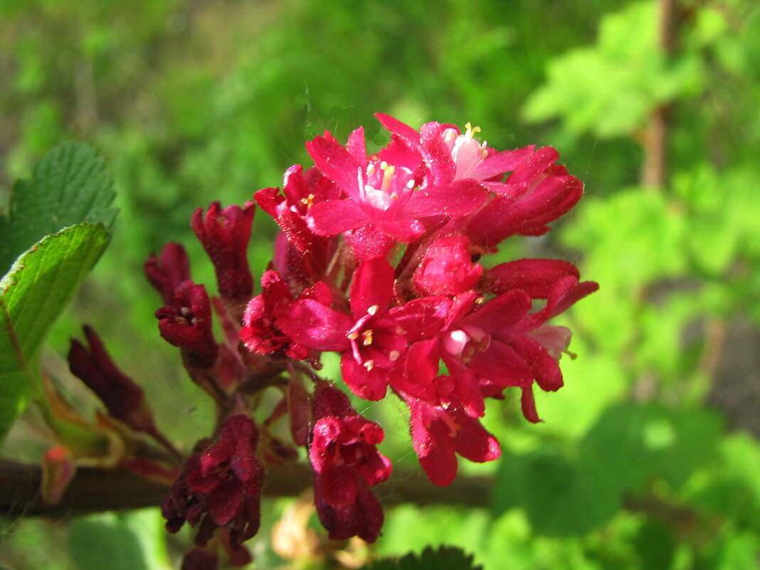 Смородина цветёт - Людмила Смородинская