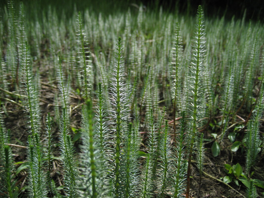 Хвостник - Anna Ivanova Хвостник - Anna Ivanova