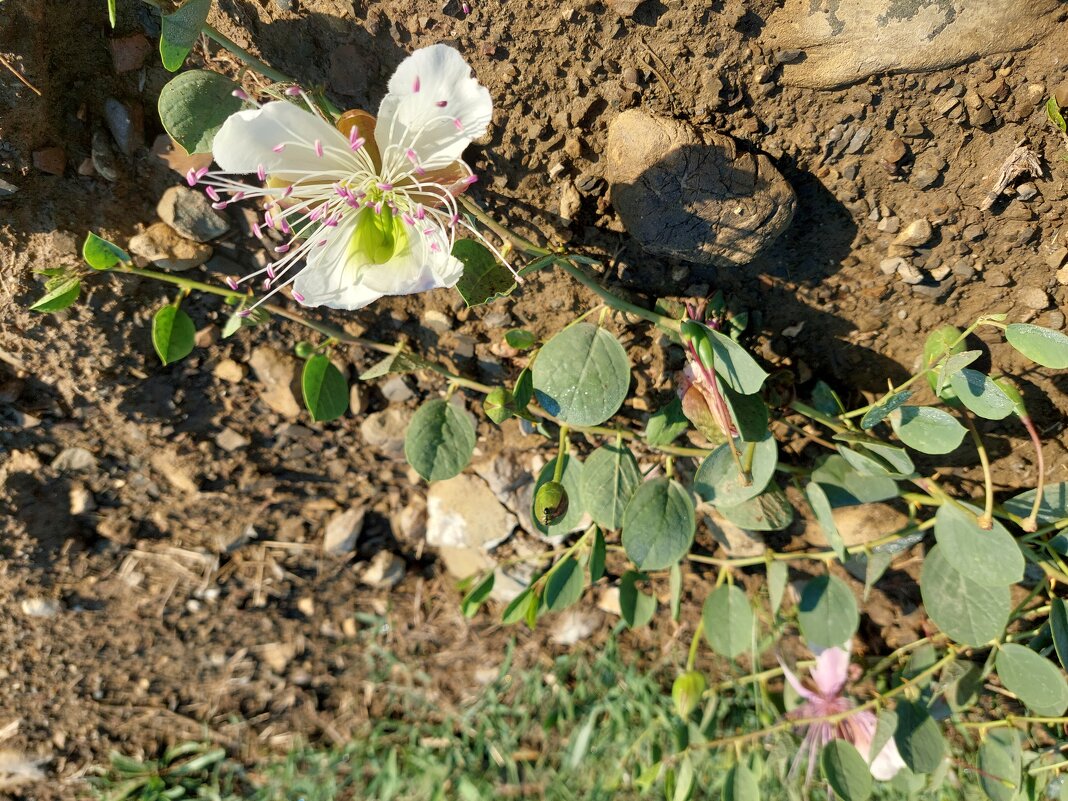 Каперсы цветут. - ИРЭН@ .