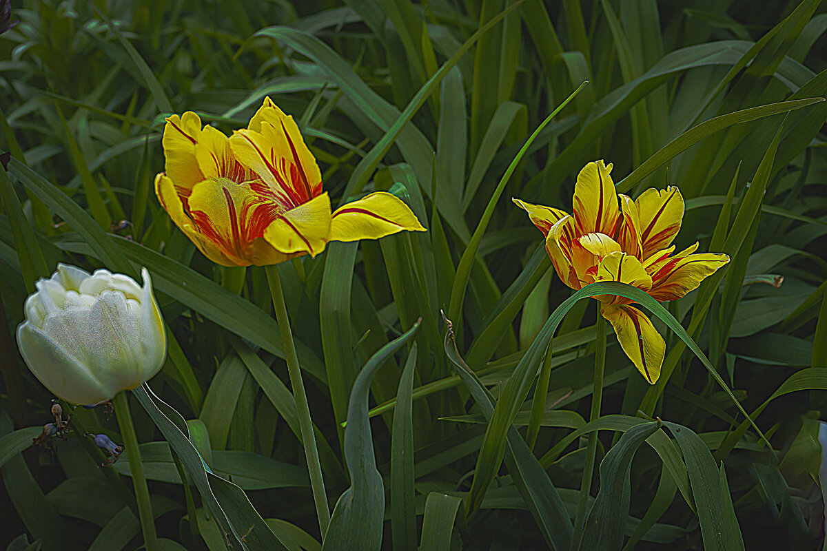 Зарисовка с тюльпанами - Владимир Кроливец