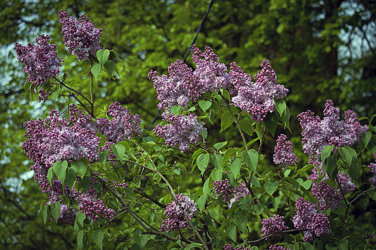 Сирень - Владимир Кроливец Сирень - Владимир Кроливец