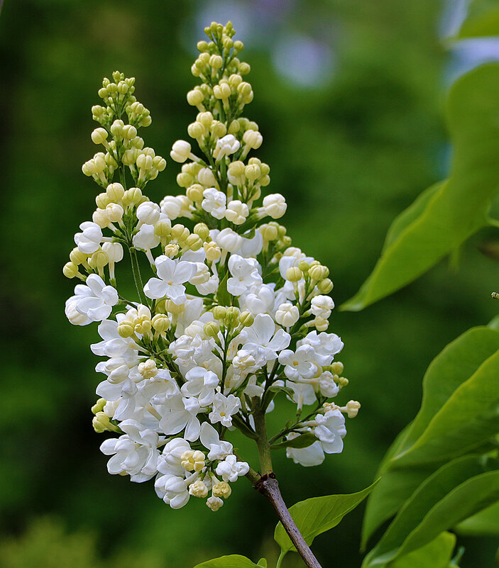 Сиреневый май - Светлана 
