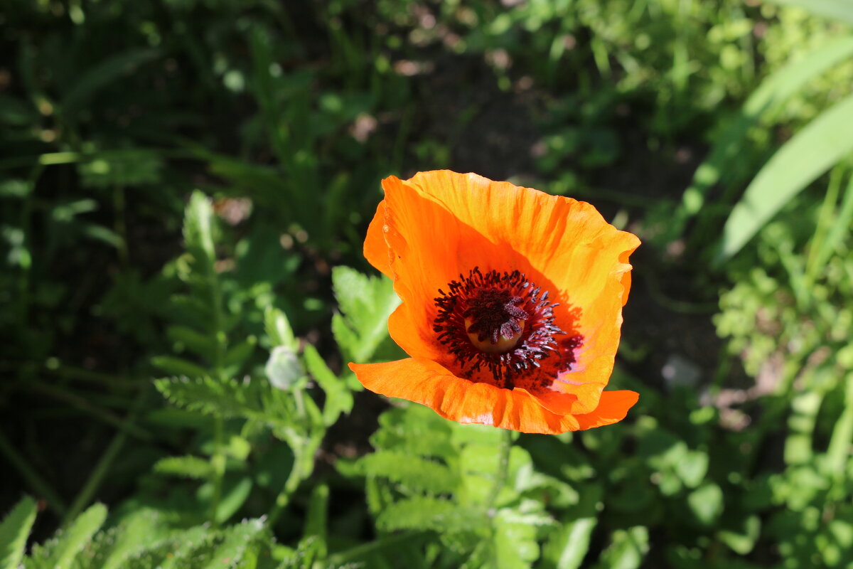 Картинки лета - Ольга 