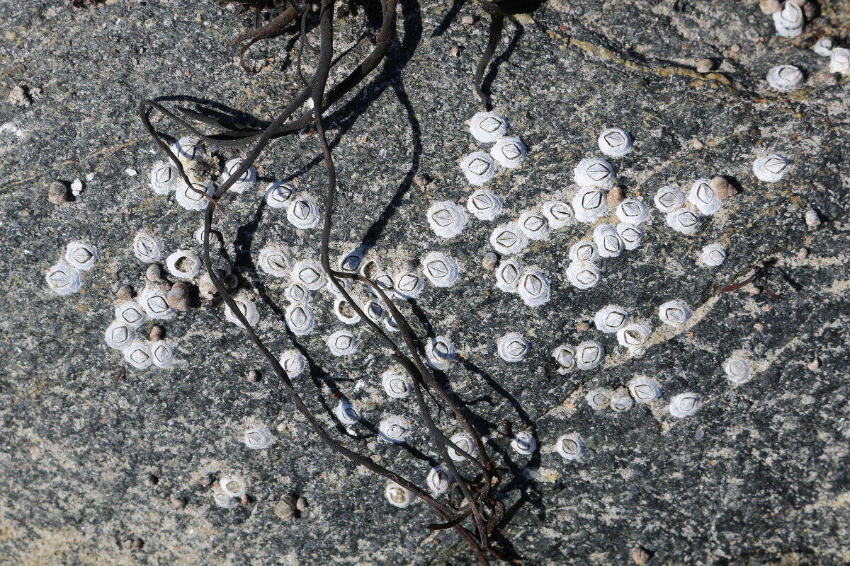 О балянусах - Ольга О балянусах - Ольга