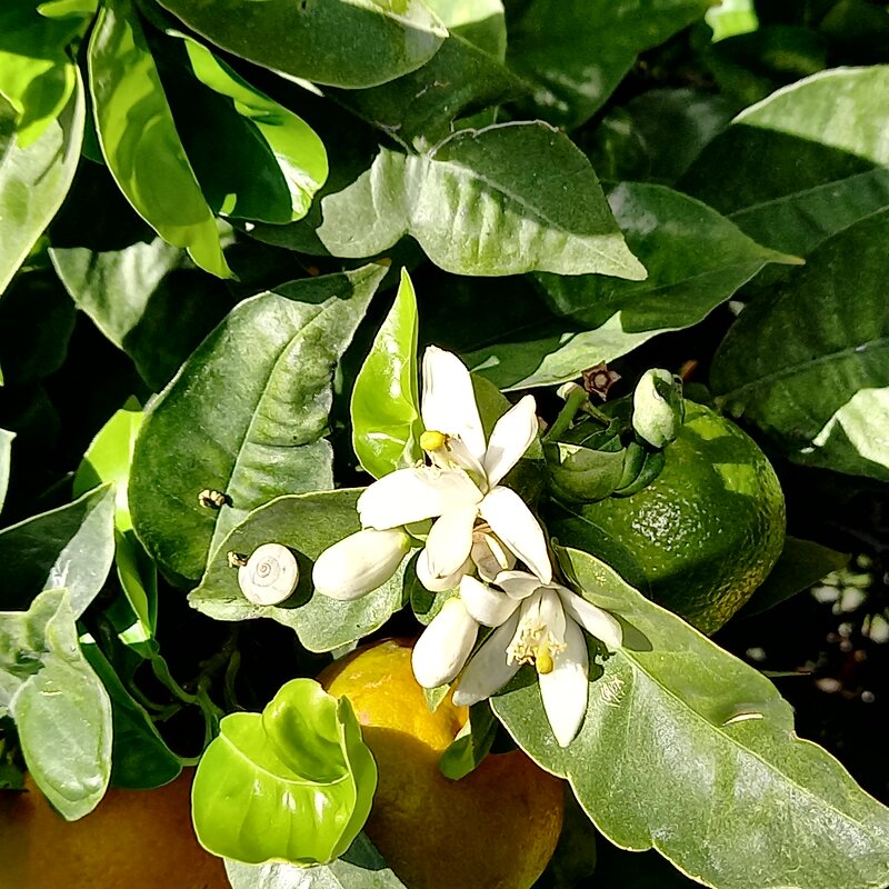 Лимонное дерево - Oleg4618 Шутченко Лимонное дерево - Oleg4618 Шутченко