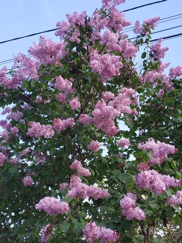 Сиреневая пора... - Нина Акарцева 