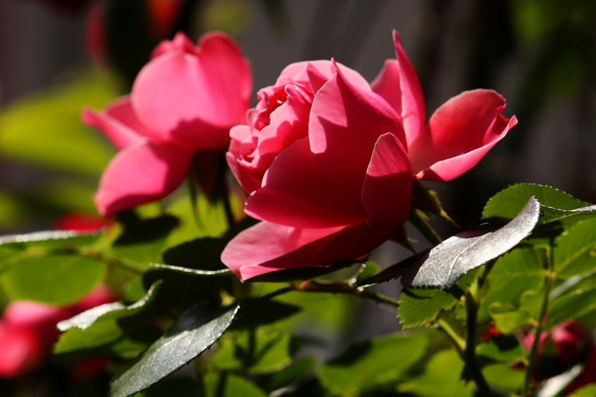 Майское утро - Юрий. Шмаков Майское утро - Юрий. Шмаков