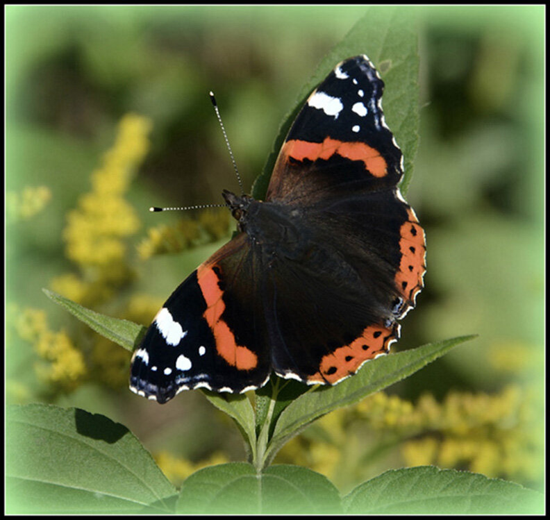 Адмирал... - Aleksandr Gal Адмирал... - Aleksandr Gal