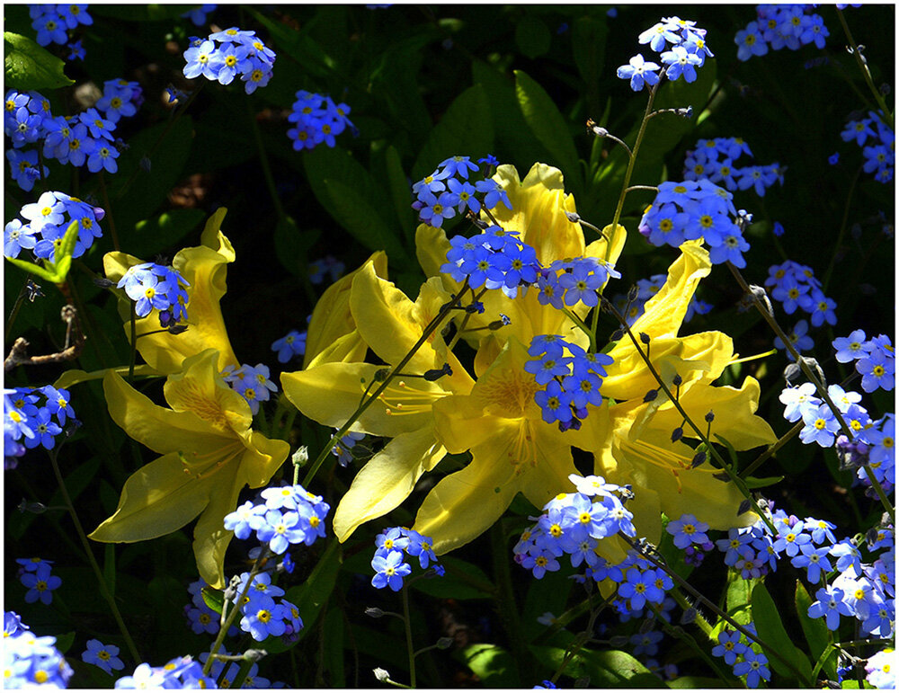 Как прекрасен этот МИР... - Aleksandr Gal Как прекрасен этот МИР... - Aleksandr Gal