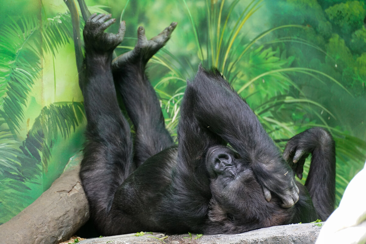 *** - Иван Литвинов *** - Иван Литвинов