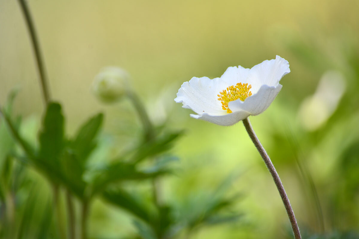 Подарок  весны - Геннадий Супрун