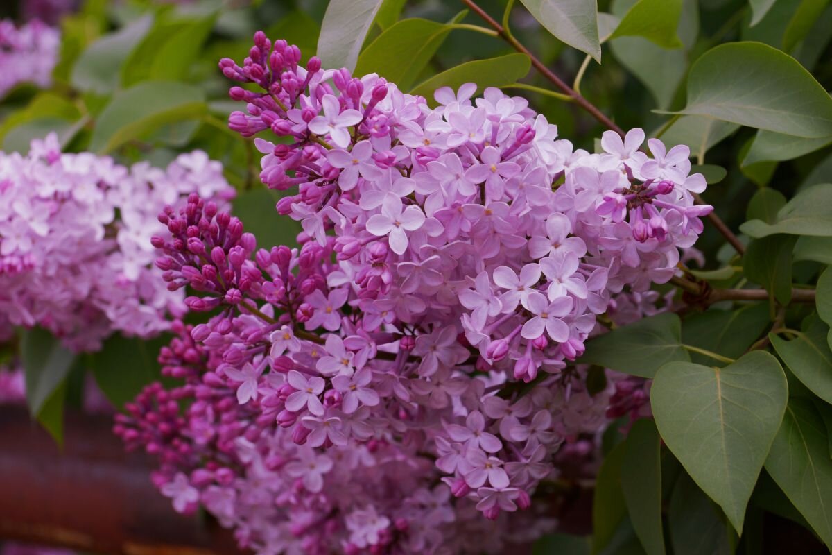 цветок мая - Ирина Милонова