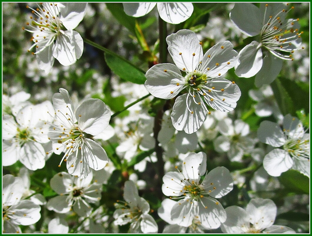 Нежность весны. - Ольга Довженко Нежность весны. - Ольга Довженко