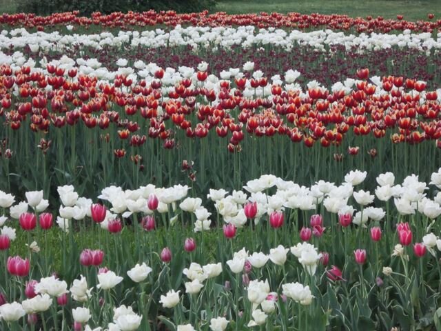 Чересполосица - Дмитрий Никитин