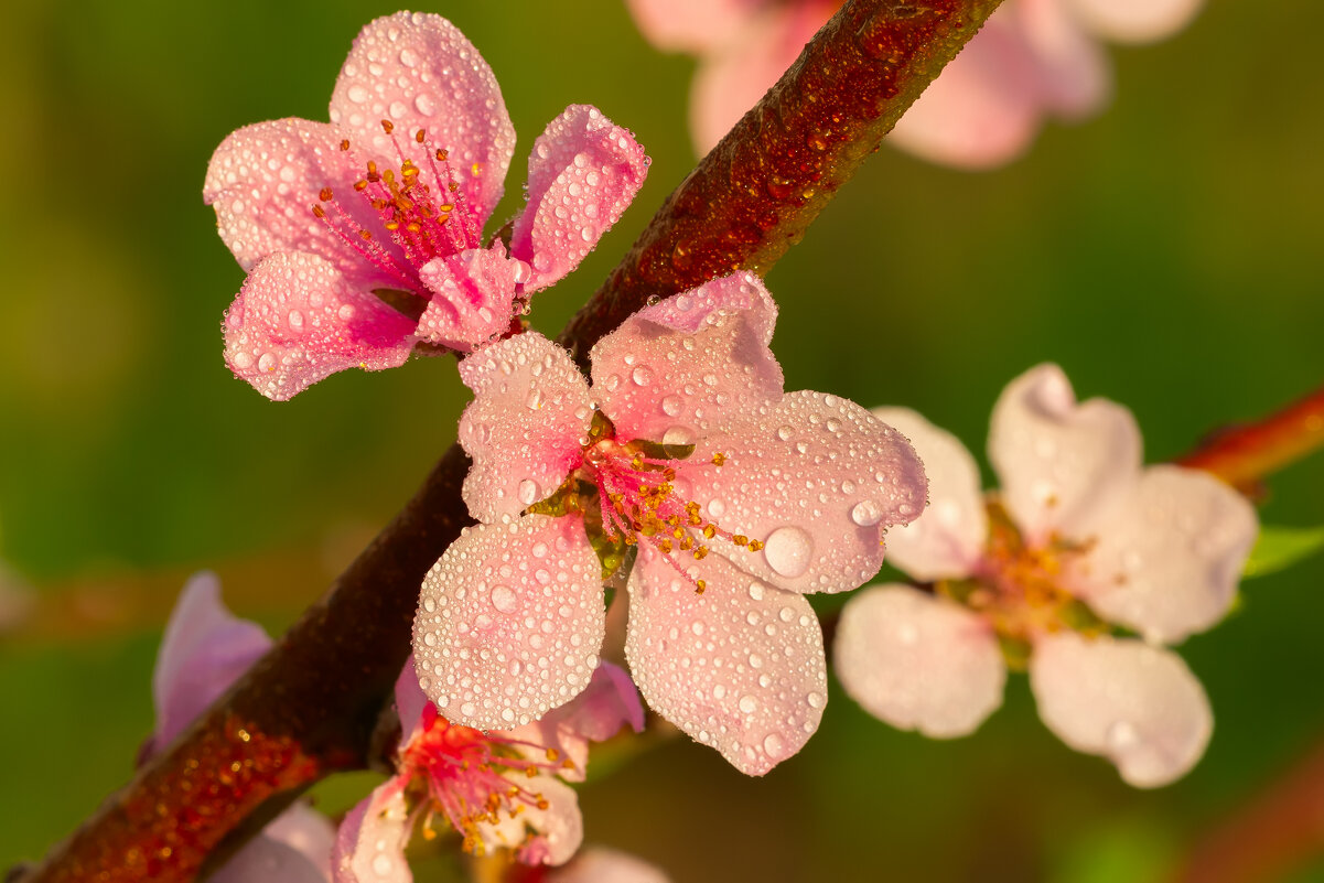 персик в росе - Виталий Емельянов