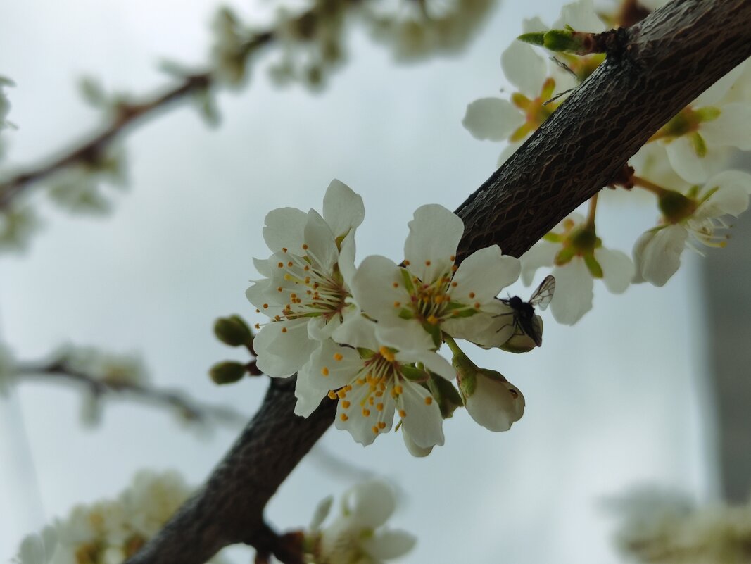Весеннее цветение - Aleksandra Chochaeva