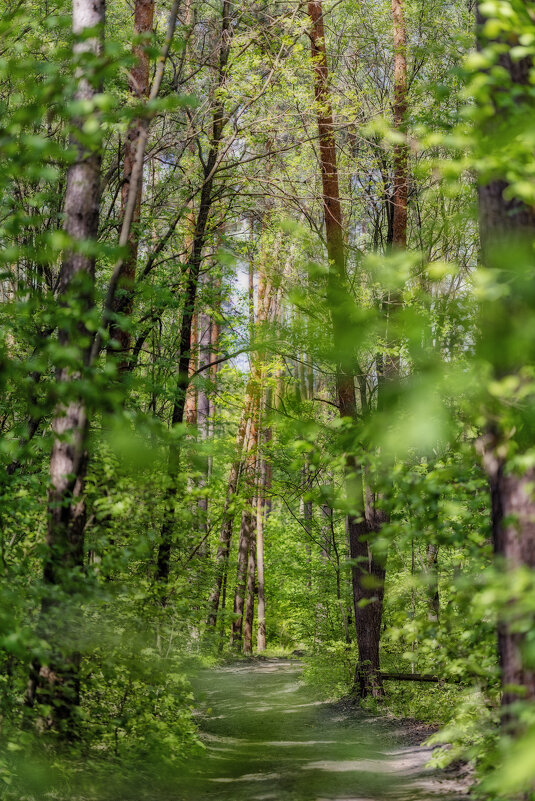 Просёлочная в лесу - sorovey Sol Просёлочная в лесу - sorovey Sol