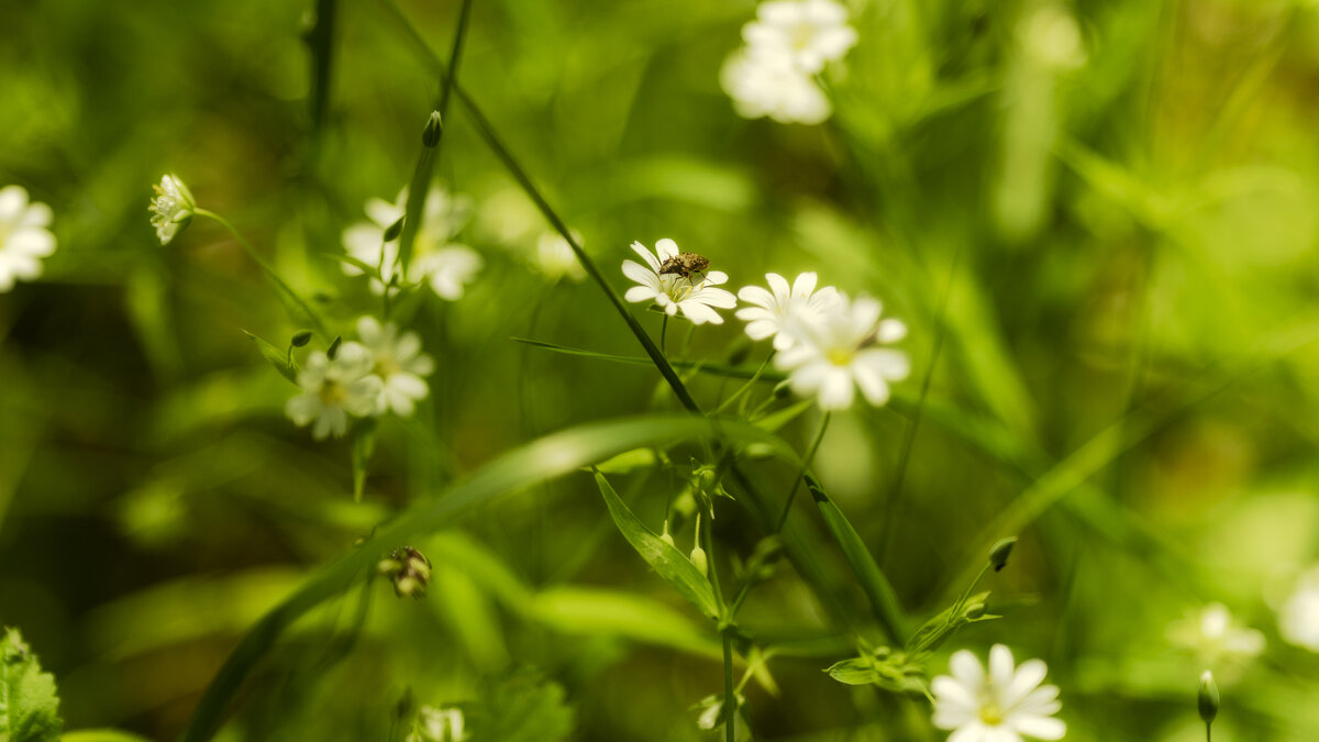 Жучок - sorovey Sol Жучок - sorovey Sol