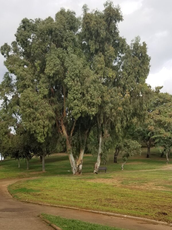 Эвкалипт - Светлана Хращевская Эвкалипт - Светлана Хращевская