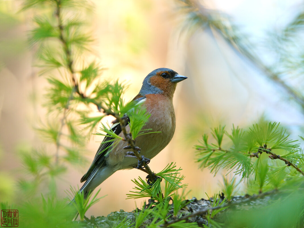 Зяблик - Станислав С.