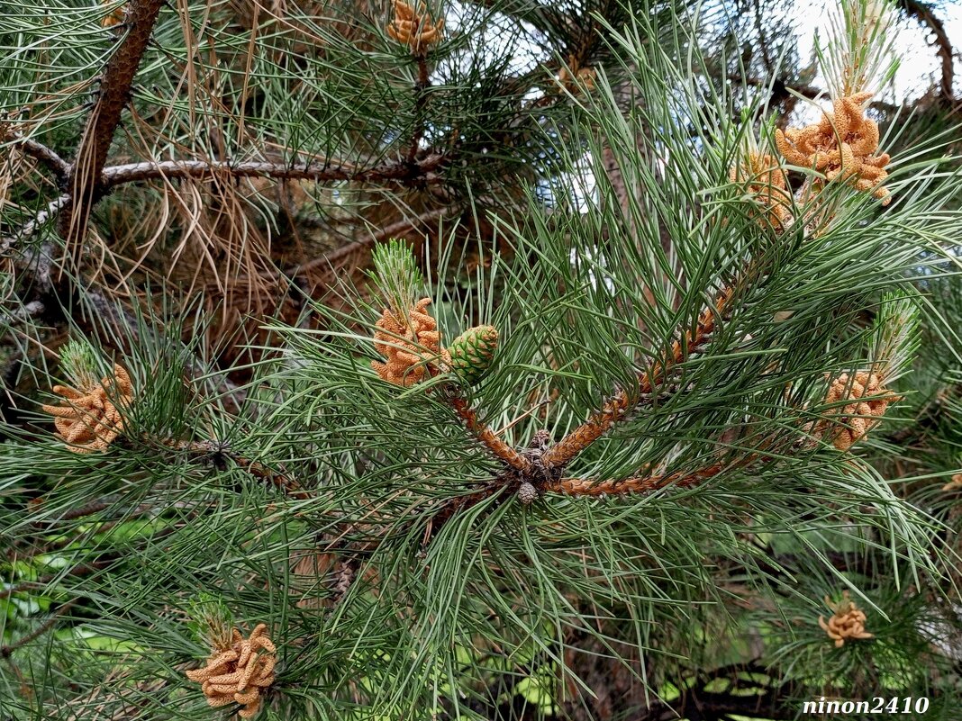 Май - Нина Бутко