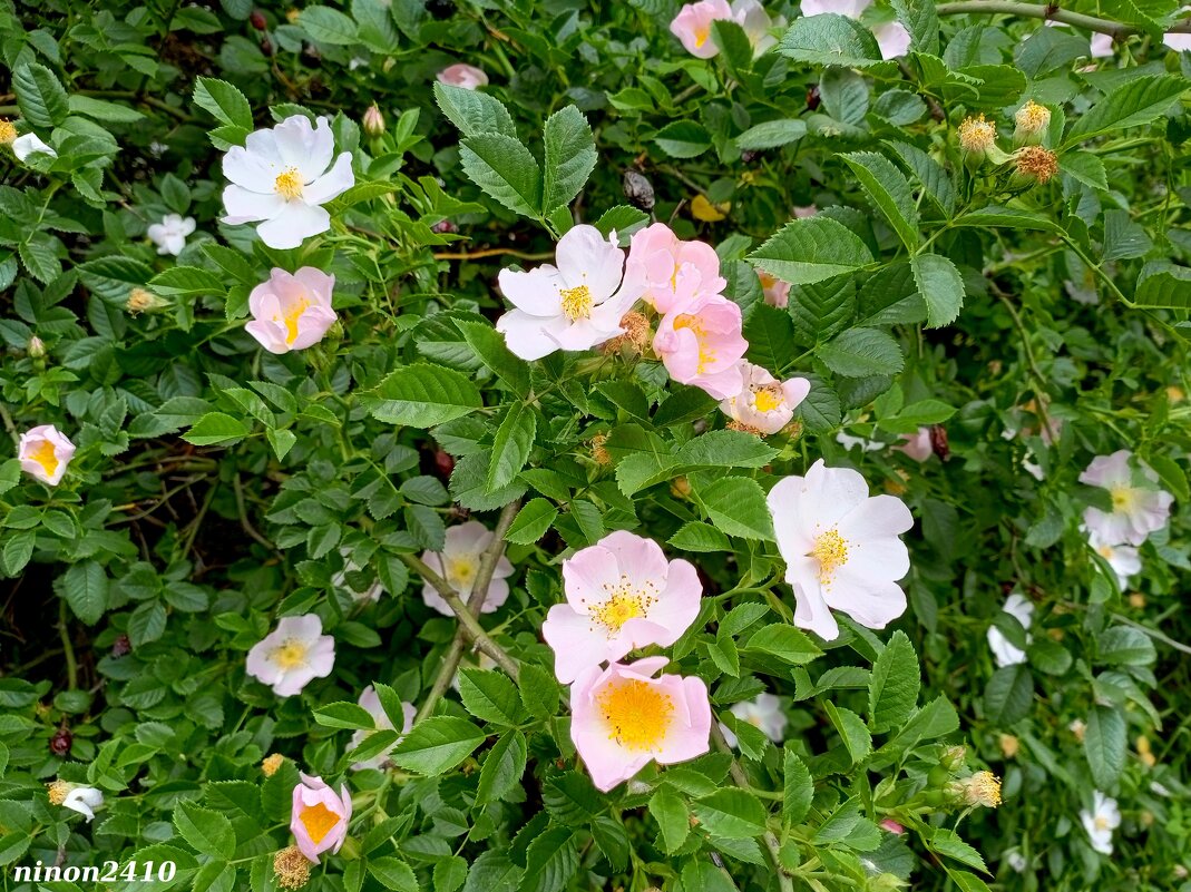 Шиповник - Нина Бутко