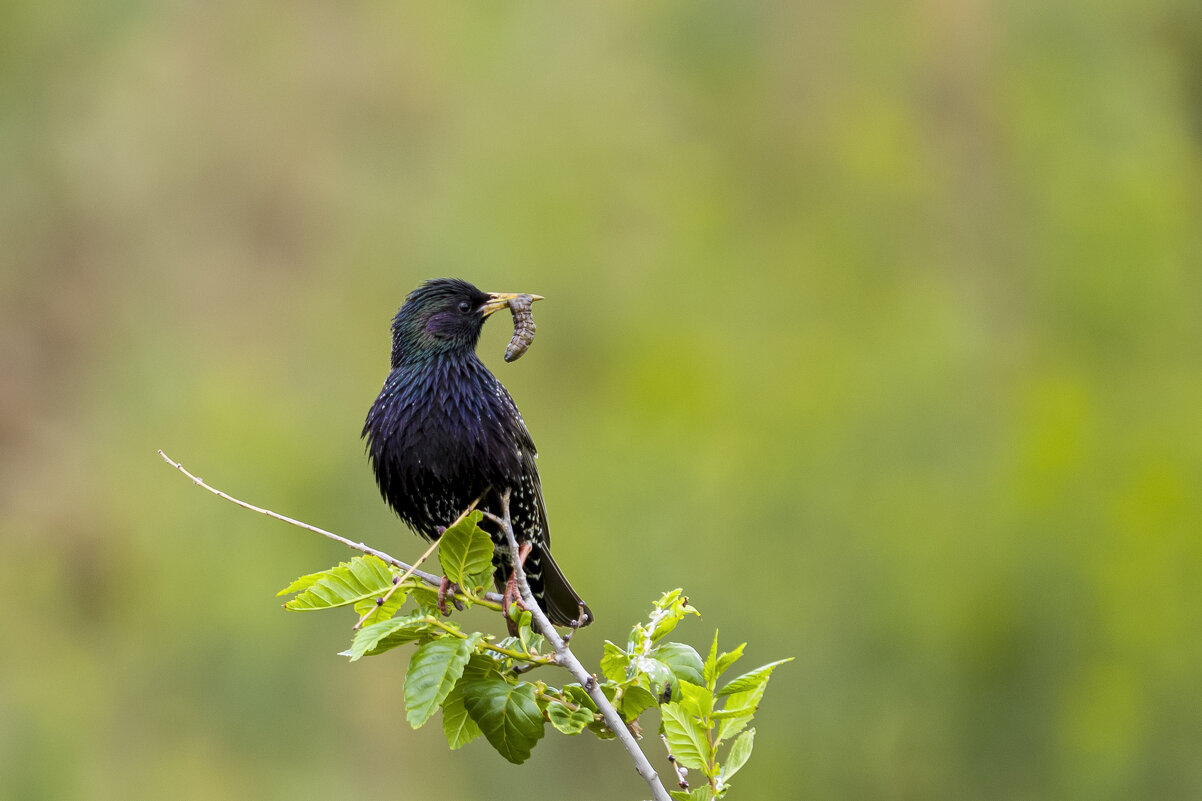 Кормилец - Валерий Черняк