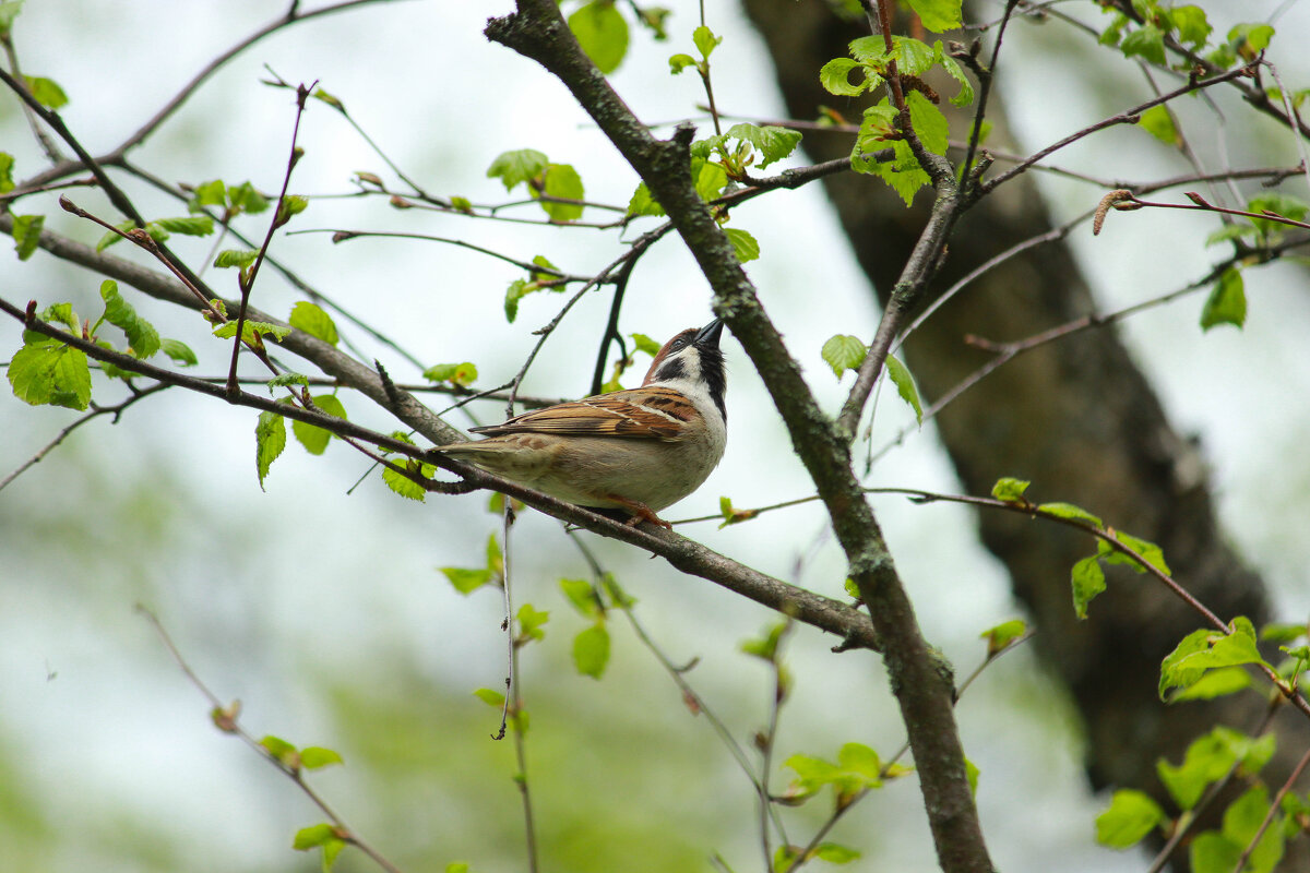 ... - Елена Сиднина