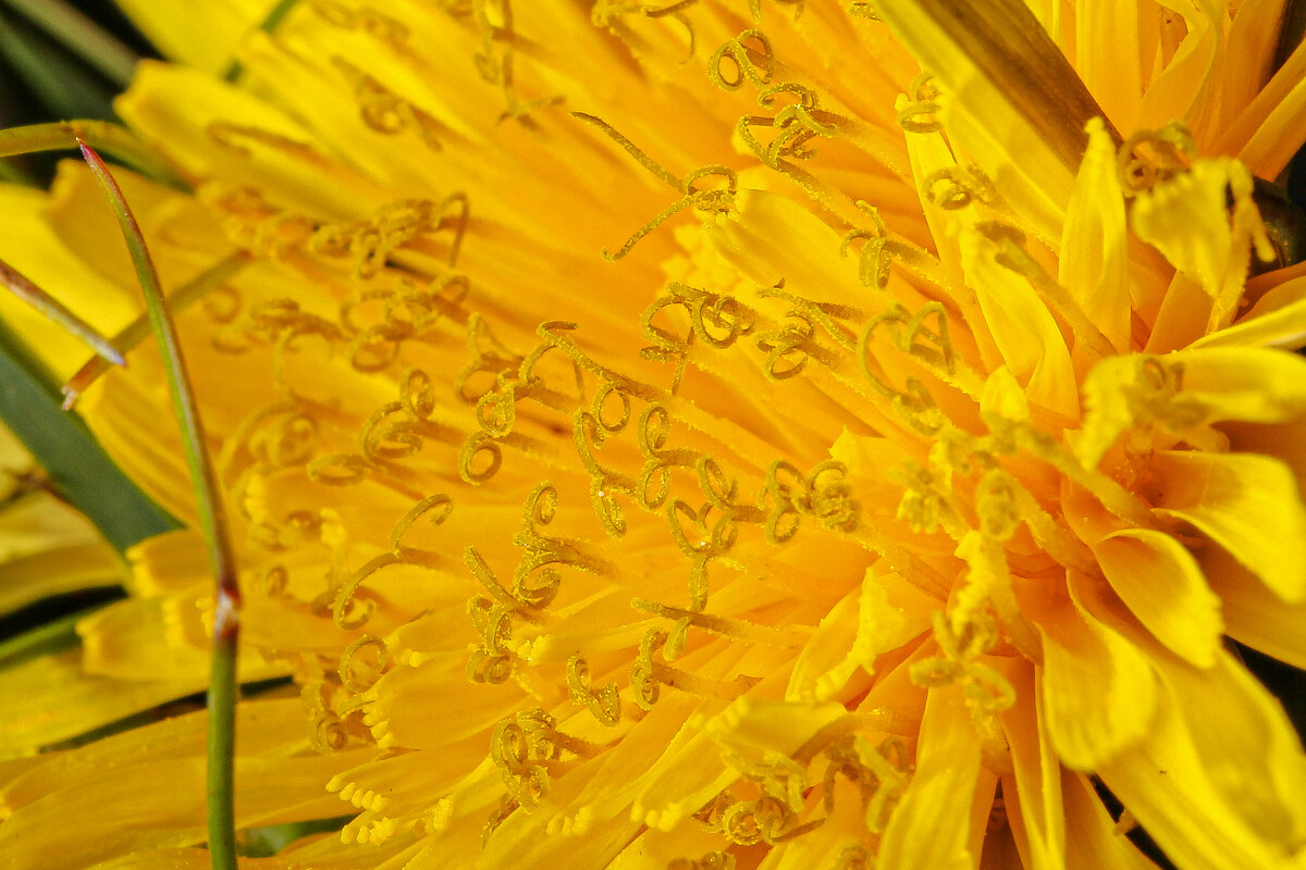 Одуван - Александр Александр Одуван - Александр Александр