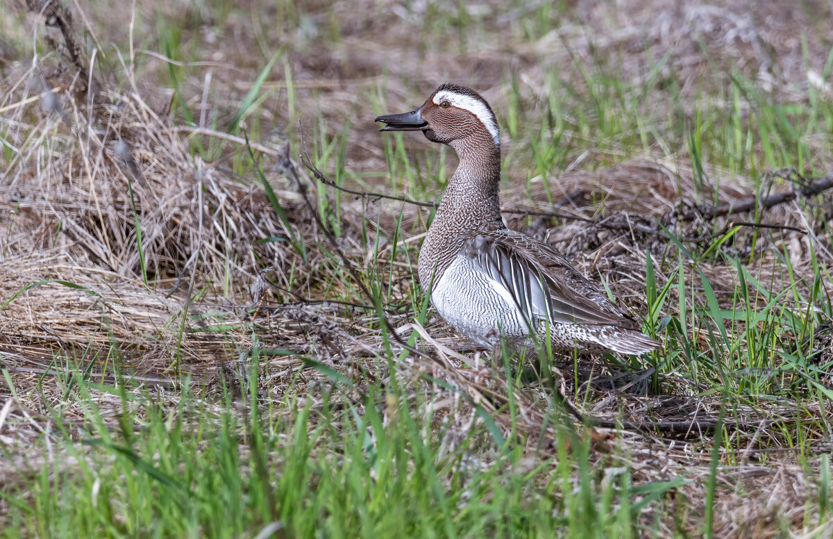 ИДЕАЛЬНЫЙ КАМУФЛЯЖ - Володька Завитушкин ИДЕАЛЬНЫЙ КАМУФЛЯЖ - Володька Завитушкин