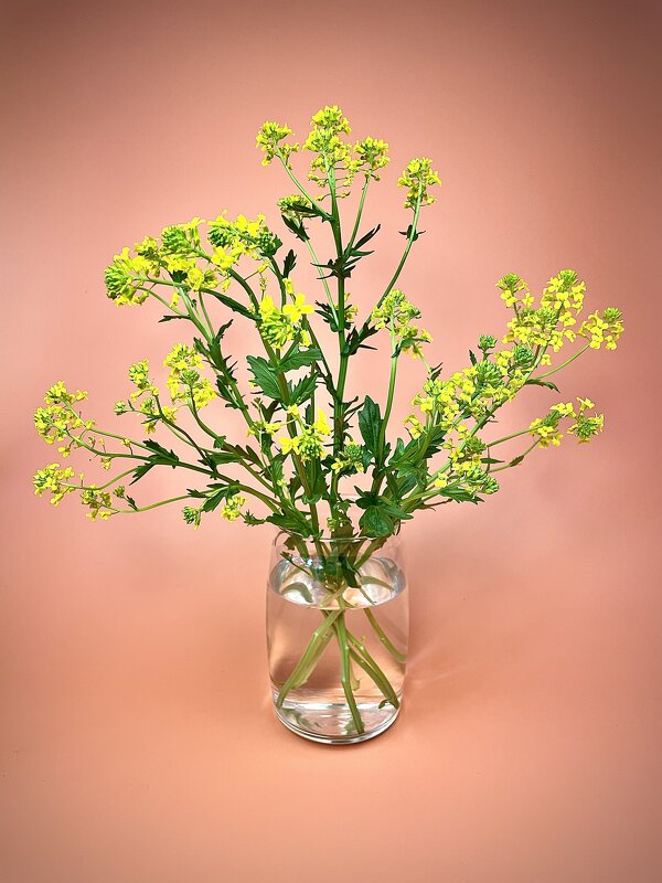 Сурепка. - Виктор Орехов Сурепка. - Виктор Орехов