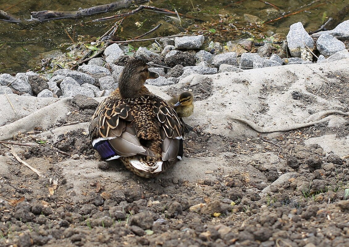 Первый - ZNatasha - Первый - ZNatasha -