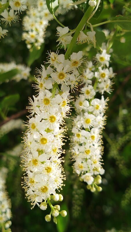 Зацвела красная черемуха - светлана льдокова