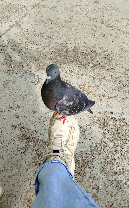 Друг - светлана льдокова