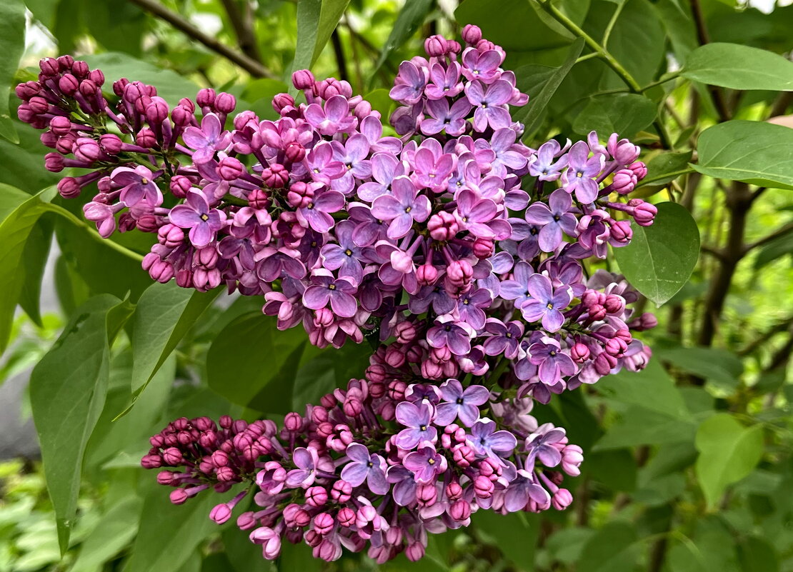 Сирени цвет. - Ирина 