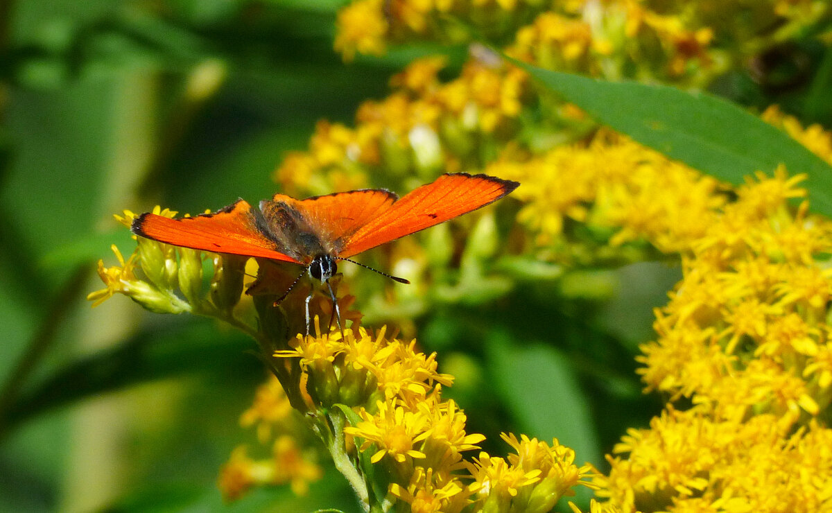 опять про бабочек 2 - Александр Прокудин опять про бабочек 2 - Александр Прокудин