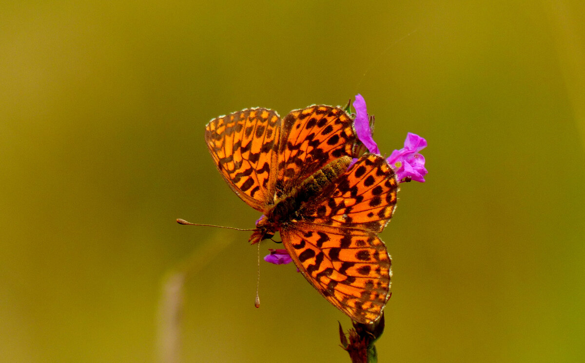 опять про бабочек 5 - Александр Прокудин опять про бабочек 5 - Александр Прокудин