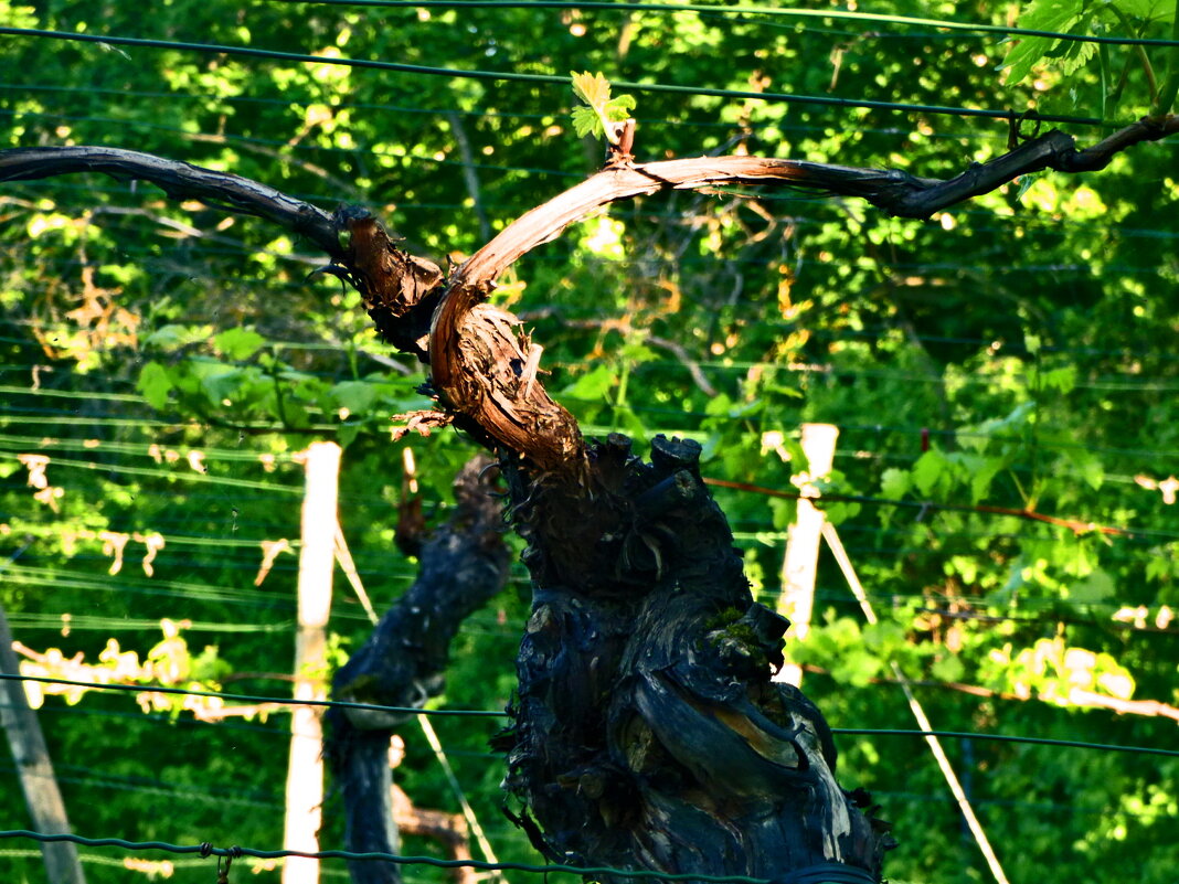 Весенние зарисовки 143 - Алексей Кузнецов