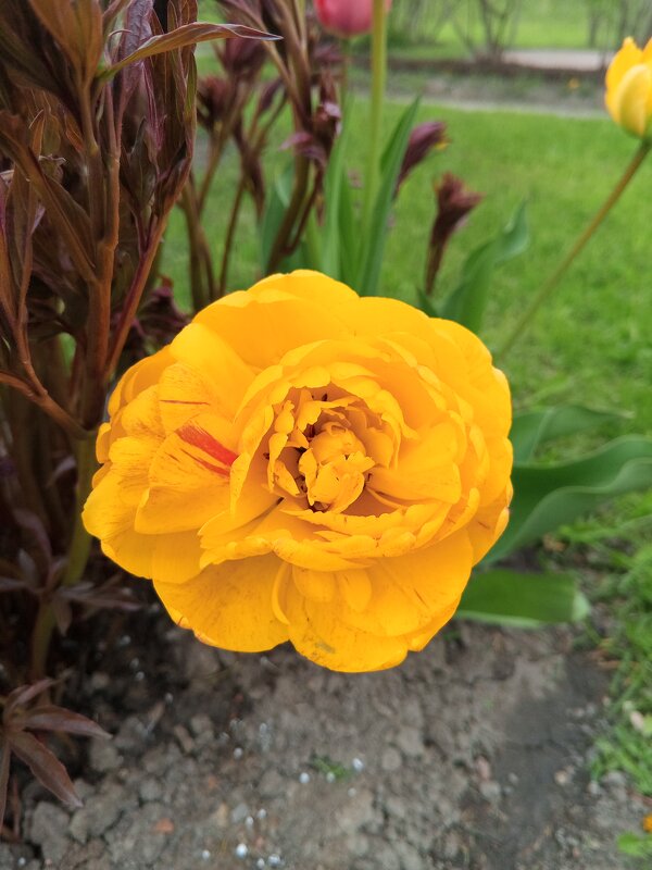 Весна - Сапсан 