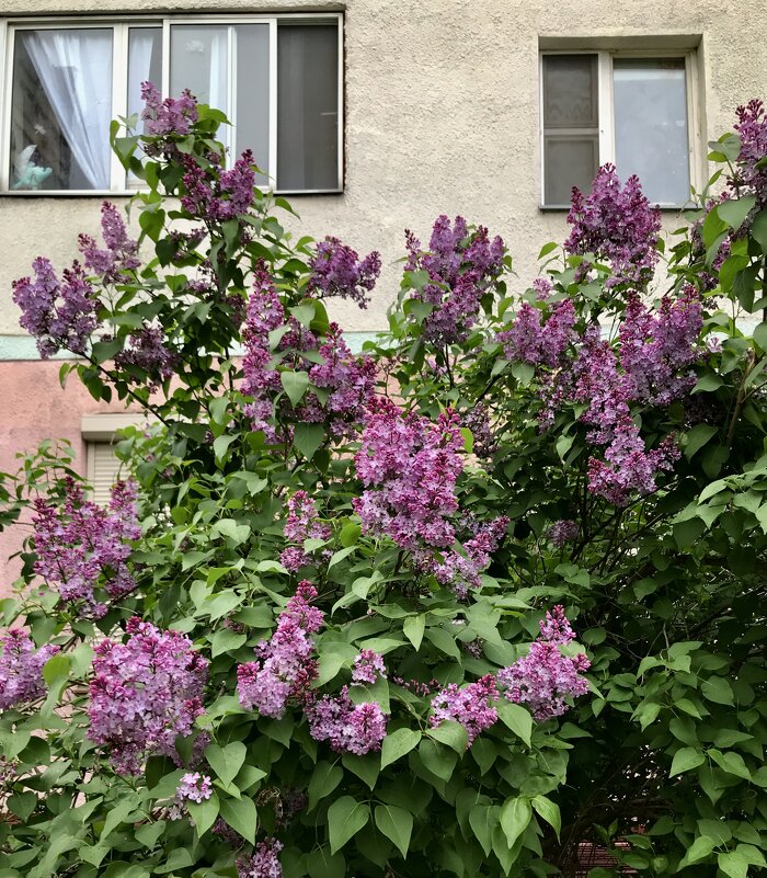 В окна рвётся аромат сирени ) - Любовь В окна рвётся аромат сирени ) - Любовь
