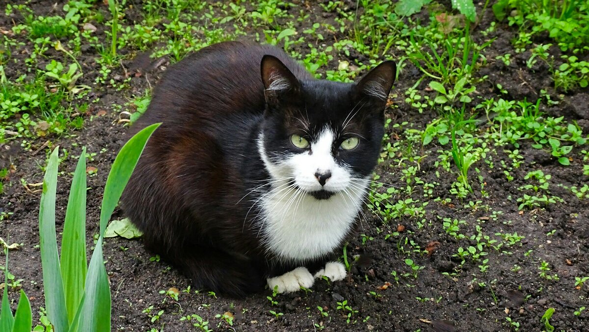 Кошка на клумбе (случайный снимок). - Милешкин Владимир Алексеевич Кошка на клумбе (случайный снимок). - Милешкин Владимир Алексеевич