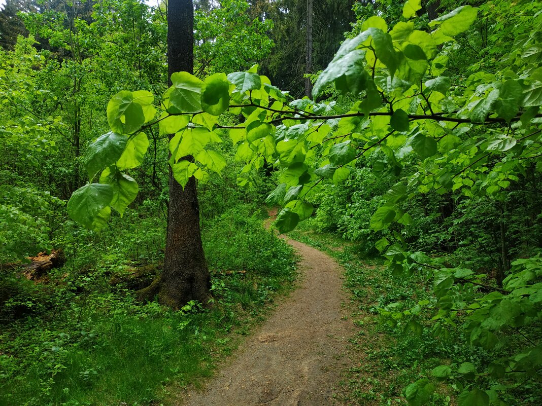 * * * - Андрей Лукьянов * * * - Андрей Лукьянов
