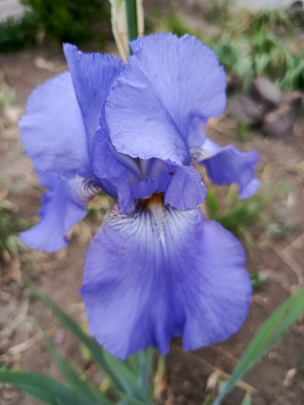 Ирис - Татьяна Пальчикова Ирис - Татьяна Пальчикова