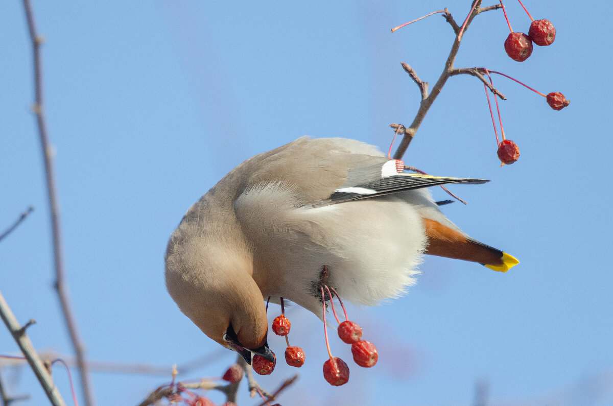 Свиристель. - Виктор Иванович Чернюк Свиристель. - Виктор Иванович Чернюк