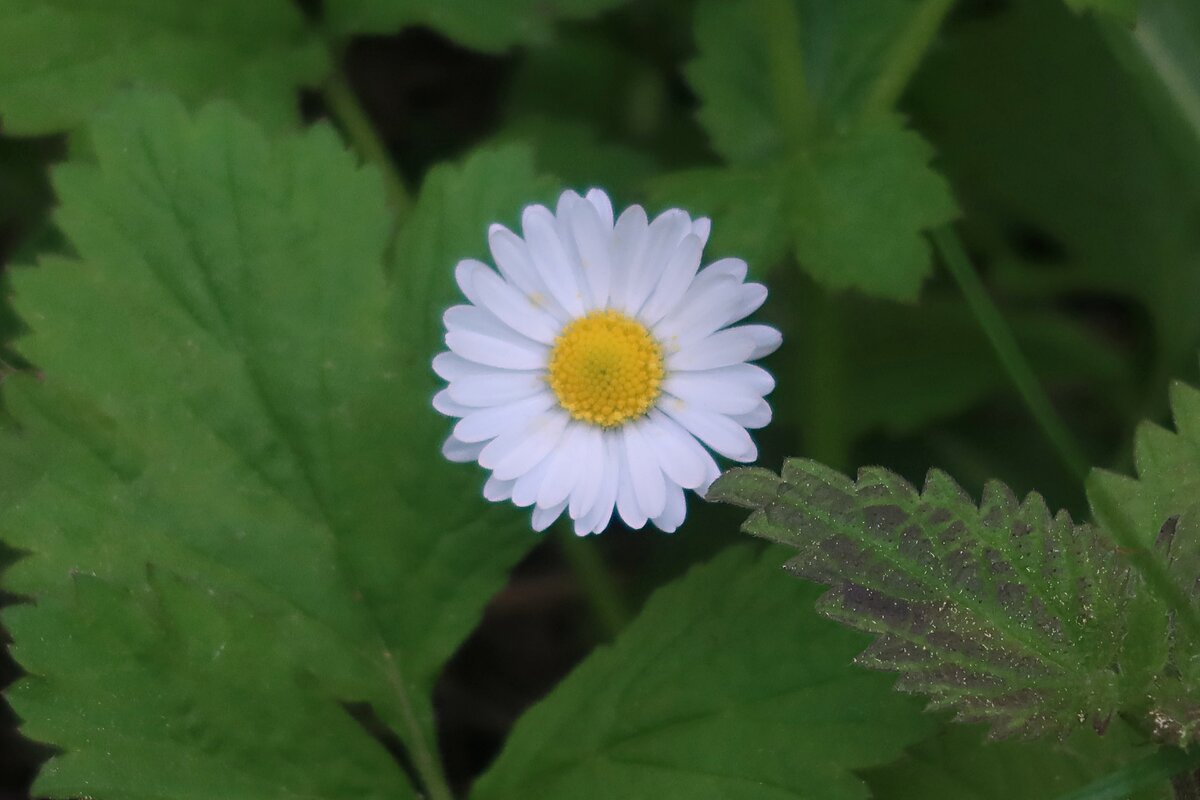 Маргаритка - Дмитрий И_