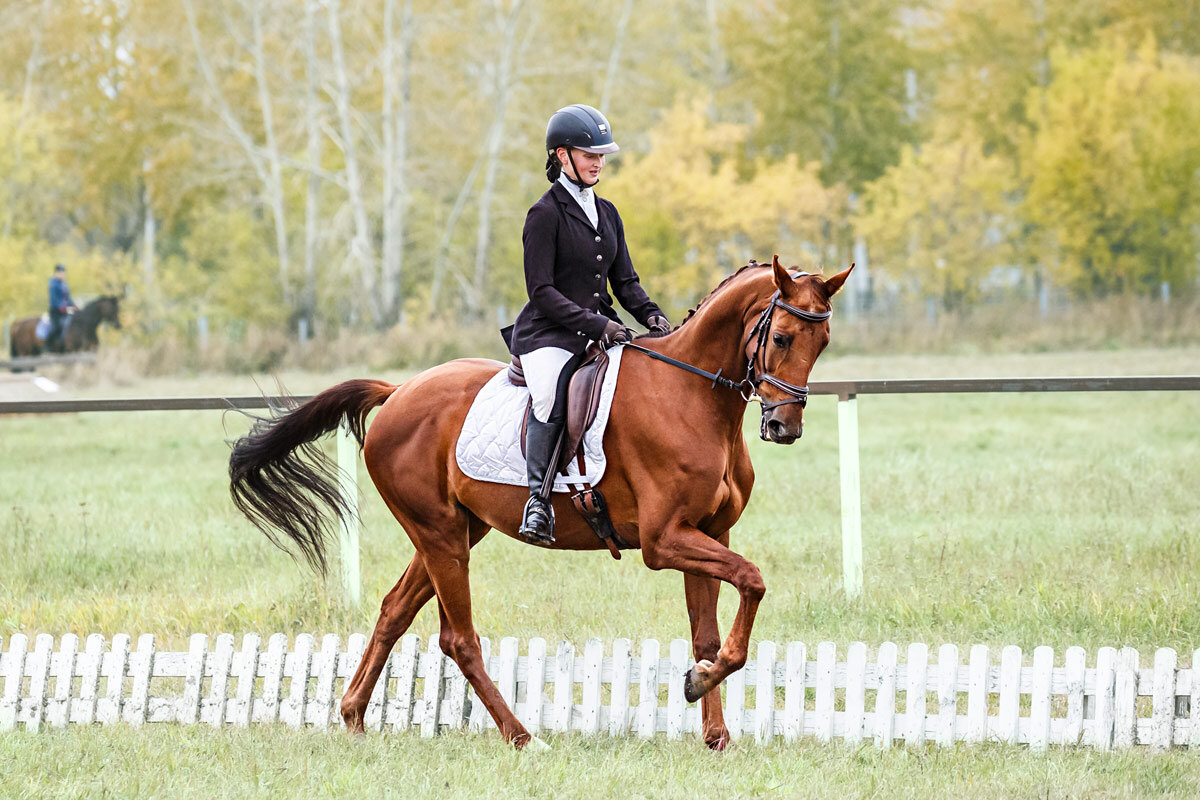 Выездка - SanSan 